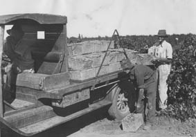 Loading a truck with grapes, c. 1930