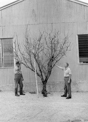 Golden delicious variety apple tree after nine years of side pruning