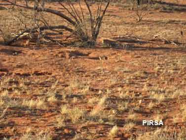 Rabbit burrows near the dog fence on Parakylia