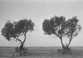 Wind erosion, a desolate landscape, c.1930.