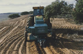 Direct seeding of salt bush in order to prevent erosion