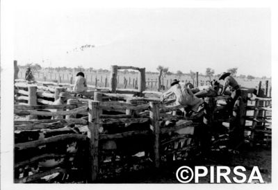 Drafting cattle