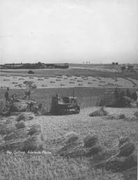 Hay cutting with binders on the Adelaide Plains, c.1940.