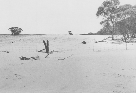 Barron, sandy area of land with a few trees and a barbed wire fence across the middle.