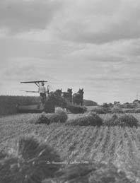 Cutting wheat for hay on Roseworthy College Farm