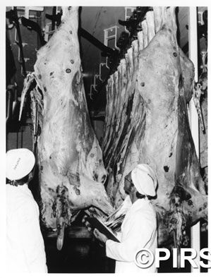 Beef_Carcase_appraisal_Gepps_Cross_1973_2