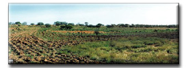 Landscape - The site contours and colour blend with the surroundings and the earthwork disturbance is also beginning to blend