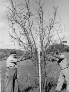 Men Holding Tree