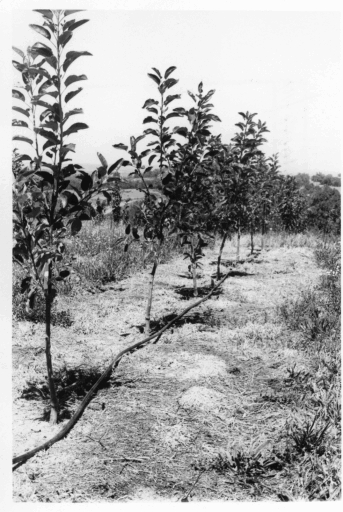 under drip irrigation at Lenswood Research Centre 1974