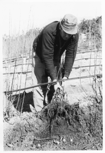 Apple root stocks at Lenswood Research Centre Oct 1974
