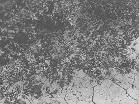 Hopper stage of a locust plague, Mid-North