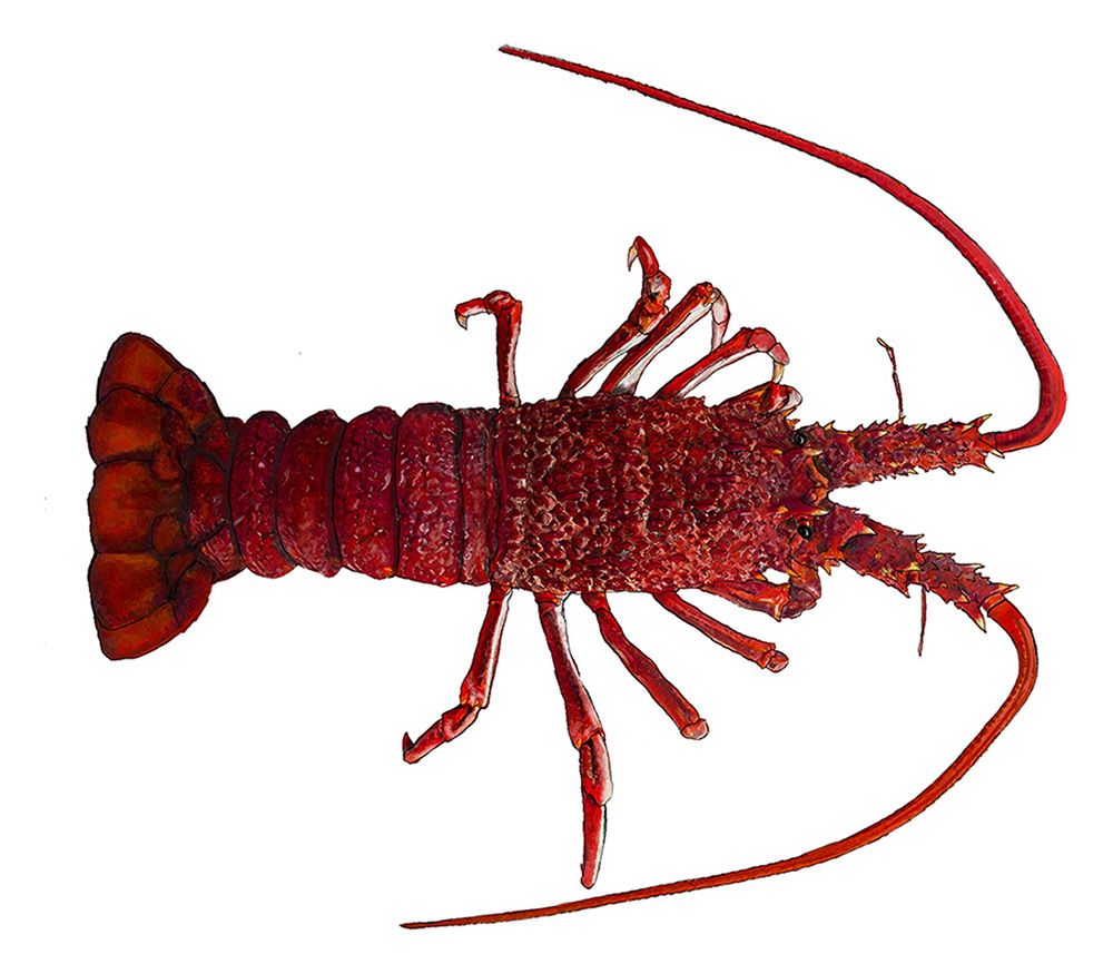 Lobster Species Chart