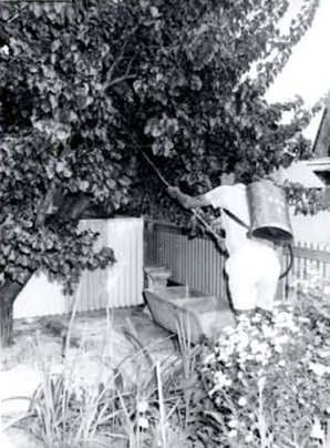 Man using bait spray on tree