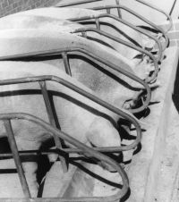 Figure 1, Photo 104972, Dry sow feeding in stalls.