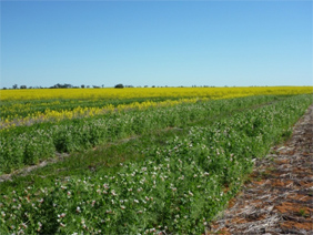 Research on break crops continues