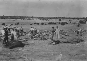 Algae poisoning of livestock near Barmera