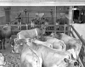 Dairy shed at the Royal Show display