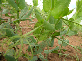Black spot on peas. SAGIT funded work has enabled this disease to be controlled