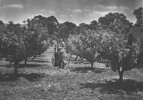 Spraying fruit trees at Craigburn, Blackwood