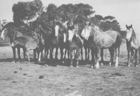 Draught mares and foals on a Mallee property, c.1930