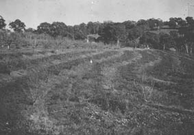 Contour planting of fruit trees