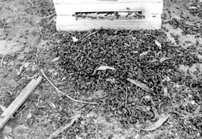 Result of insecticidal poisoning of a beehive
