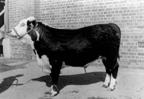 Hereford bull, Royal Adelaide Show