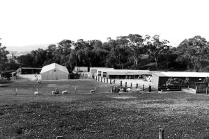 Figure 5, Photo 104868.