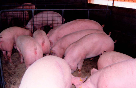 Pen of NPRU baconers ready for market