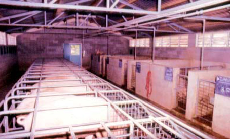 Production Unit Sow and Boar Shed