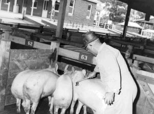 Figure 11, Photo 104966 Joe Stanley, Department of Agriculture, Stock Inspector, demonstrating the branding of pigs.