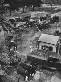 Delivering wine grapes in the Barossa Valley, 1930