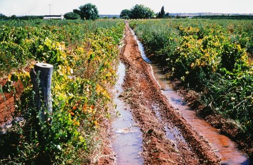 Furrow irrigation of a Riverland vineyard