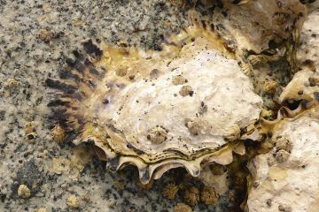 Wild Pacific Oyster (<i>Crassostrea gigas</i>)