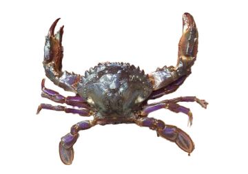 Grey/ Purple Asian Paddle Crab
