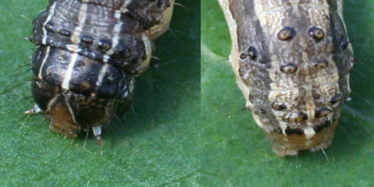 Fall armyworm showing distinctive characteristics on the head capsule – photo: Russ Ottens, University of Georgia, Bugwood.org (modified by The Beatsheet)