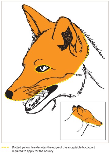 Diagram of cutting line on fox head to make a scalp