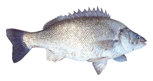 Check recreational fishing size, bag, and boat limits - PIRSA