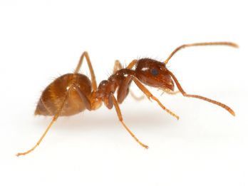 Tawny crazy ant worker – photo: Bentleypkt, CC BY-SA 4.0 via Wikimedia Commons