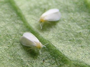 Whiteflies on a leaf – photo: Gaucho, CC 3.0 via Wikimedia Commons