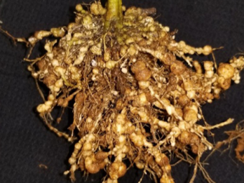 Severe root galling on tomato caused by GRKN – photo: Department of Agriculture, Fisheries and Forestry