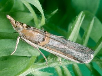 Etiella moth (photo: SARDI) 