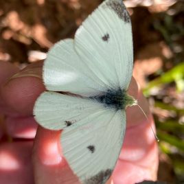 Cabbage white butterfly (photo: C. Pearce) 