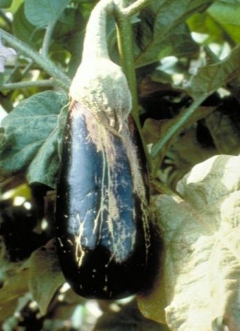 Damage to eggplant caused by melon thrips – photo: J Guyot, INRA, Pointe-à-Pitre, Bugwood.org