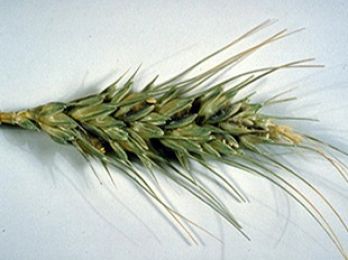 An ear of wheat showing some grains infected with Karnal bunt – photo: Ruben Duran, Washington State University, Bugwood.org