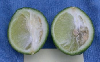 Cut fruit with irregular internal tissues from HLB – photo: Australian Department of Agriculture, Fisheries and Forestry