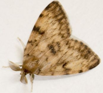 Spongy moth male – photo: Didier Descouens