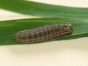 PestFacts 1 May 2025 - PIRSA