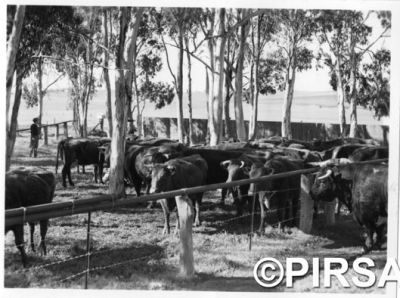 Beef cattle in the 1950s