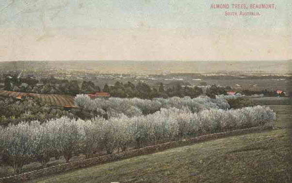 Almond Trees at Beaumont circa 1910